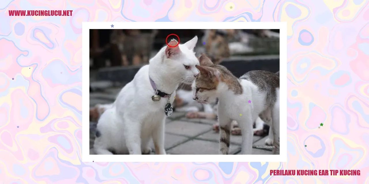 Perilaku Kucing ear tip kucing