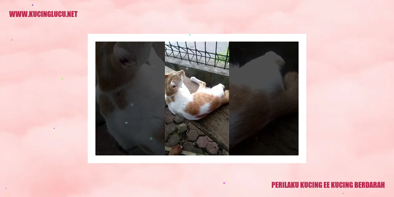 Perilaku Kucing ee Kucing Berdarah