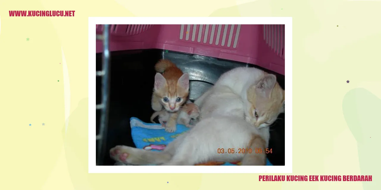 Perilaku Kucing Berdarah