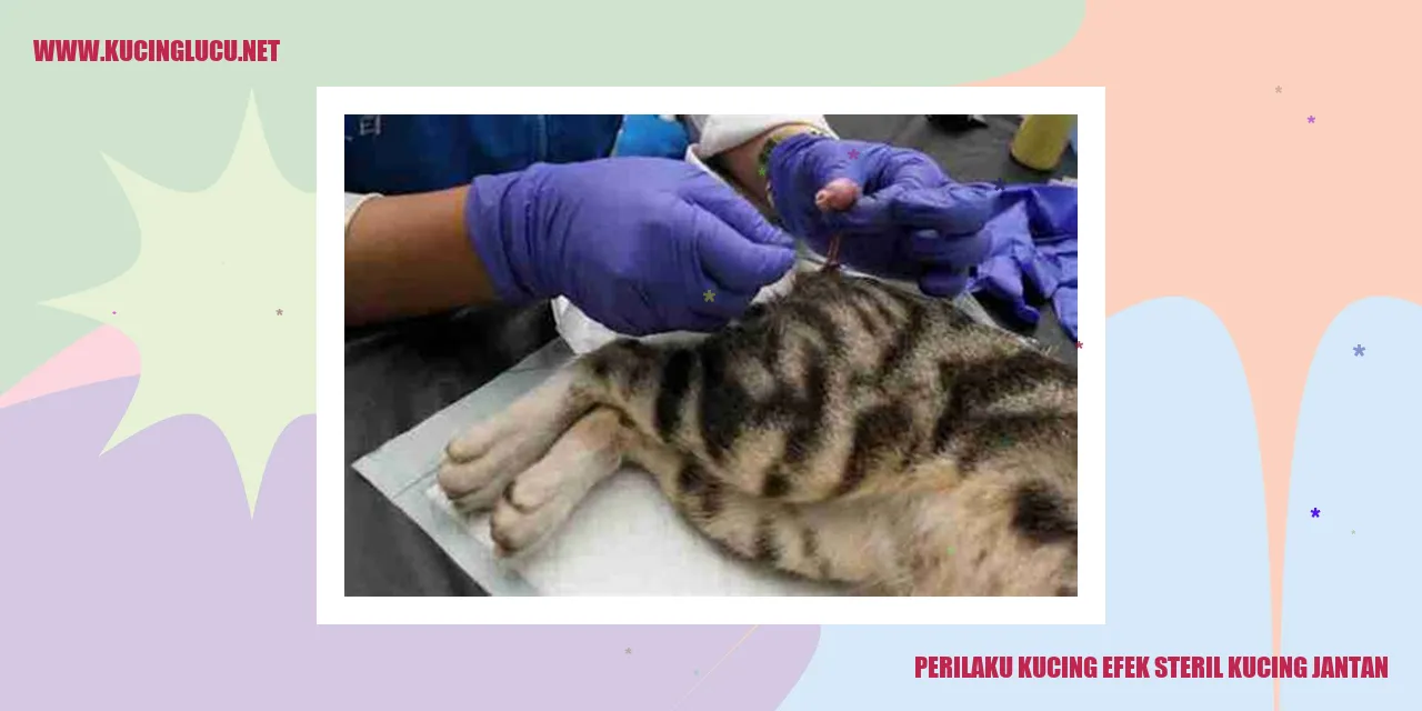 Gambar kucing