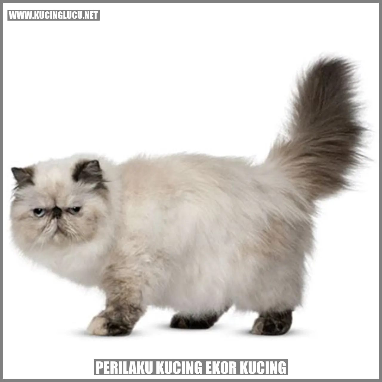 Gambar kucing dengan ekor tegak
