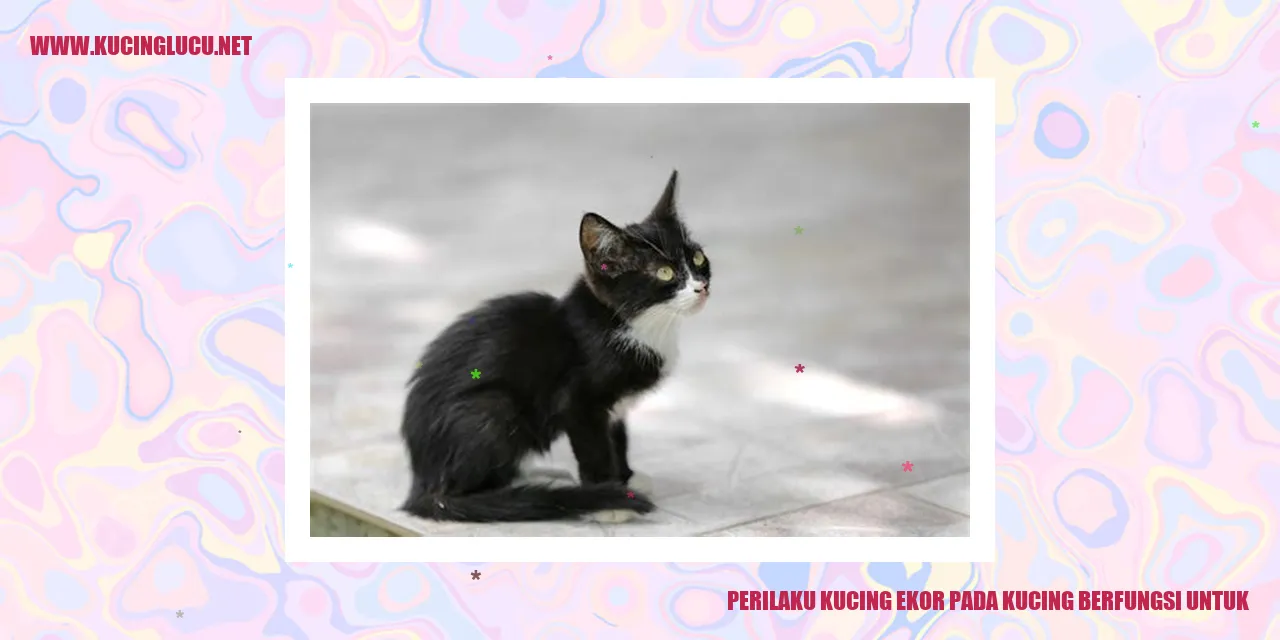 Perilaku kucing ekor pada kucing