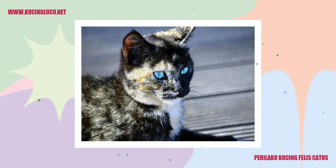 Perilaku Kucing Felis Catus