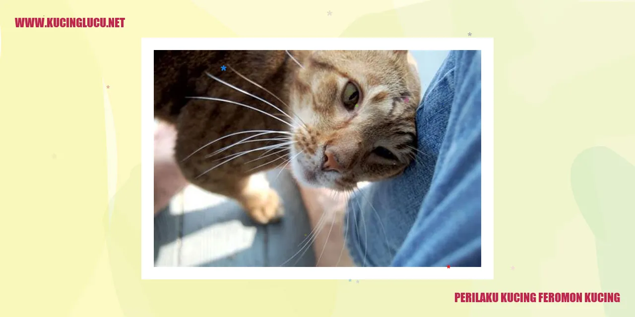 Perilaku Kucing feromon kucing