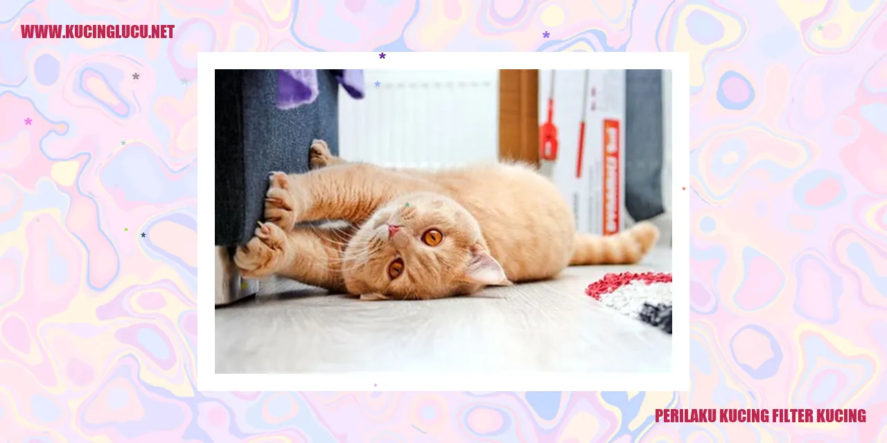 Filter Kucing Pilihan Terbaik untuk Menjaga Kesehatan Kucing