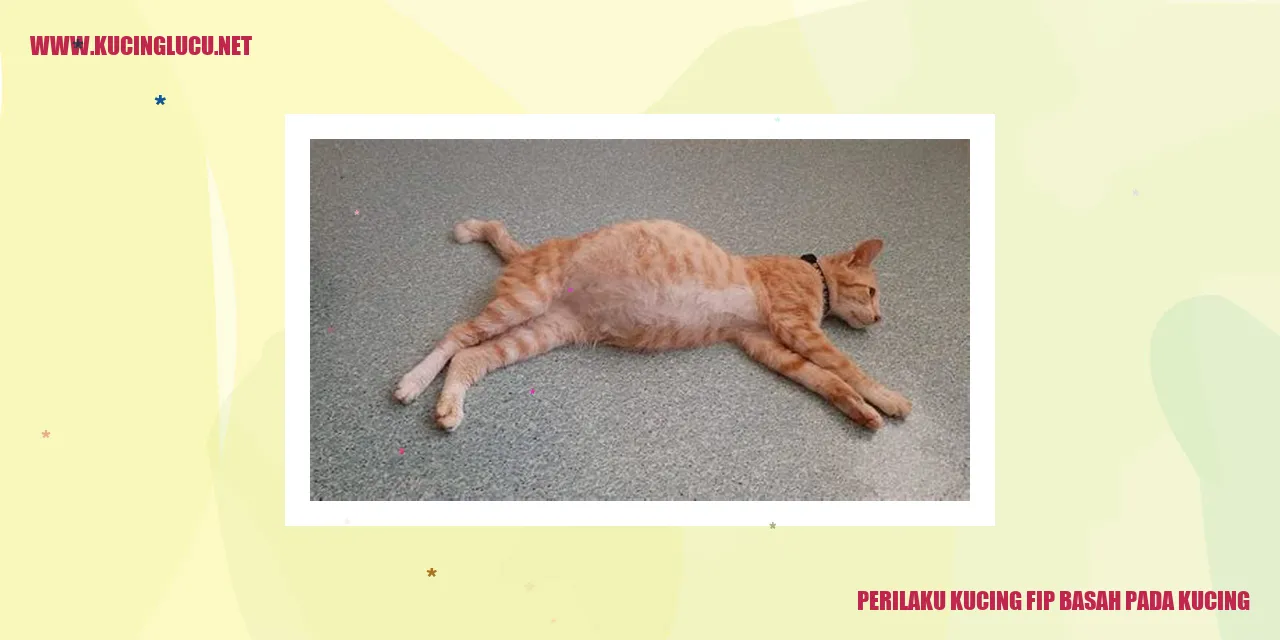 Perilaku Kucing fip basah pada kucing