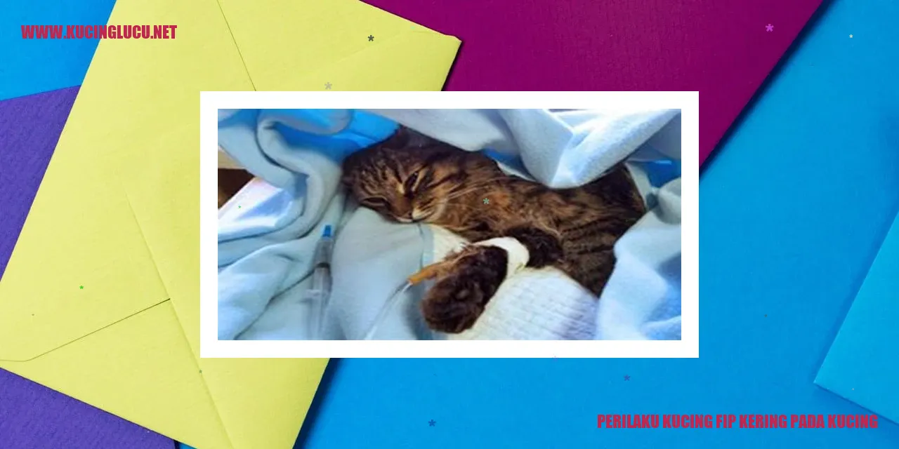 Gambar Kucing dengan FIP kering