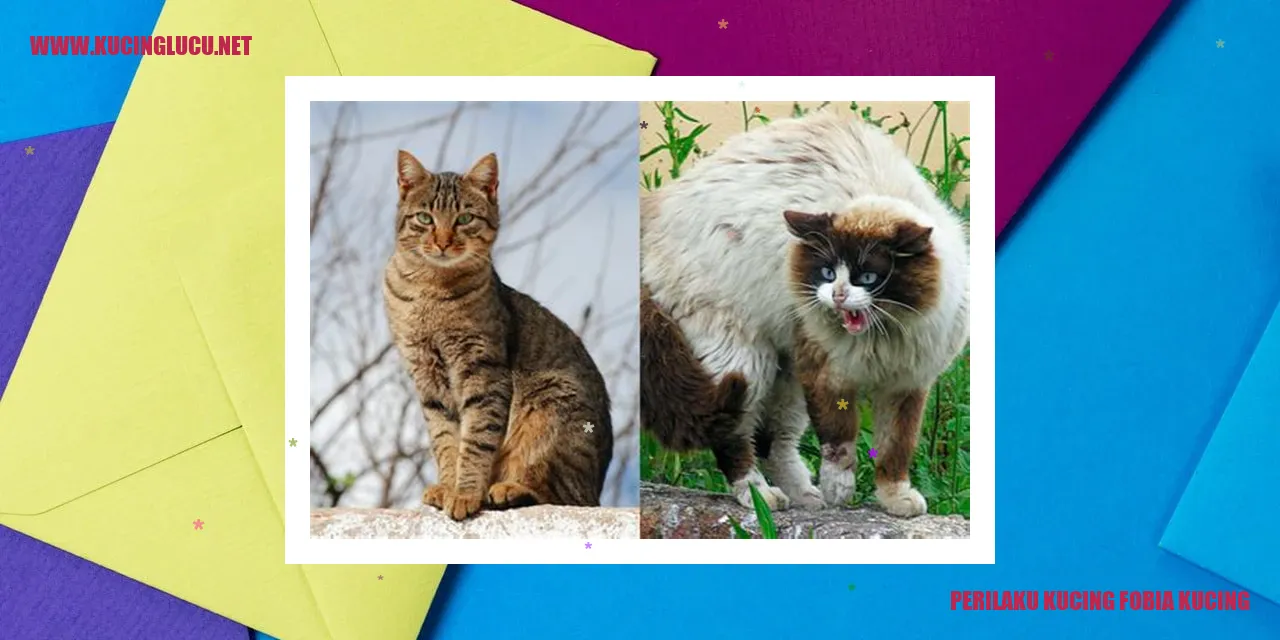 Kucing fobia kucing