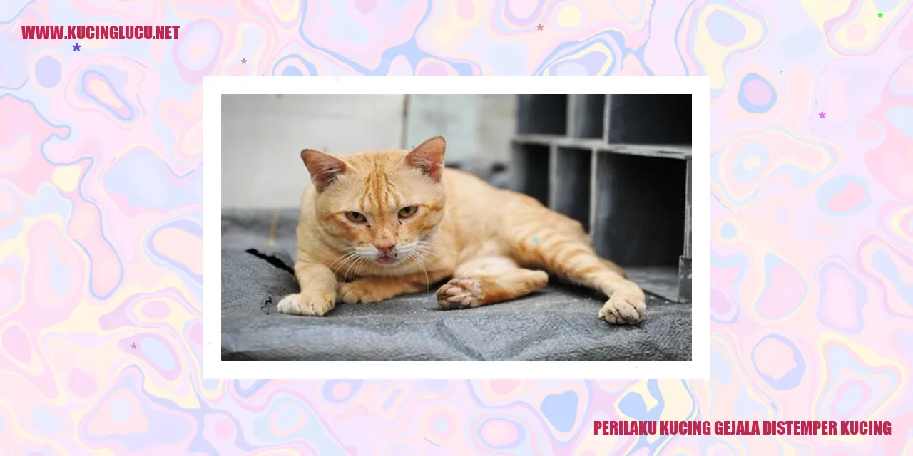 gambar kucing yang terjangkit distemper
