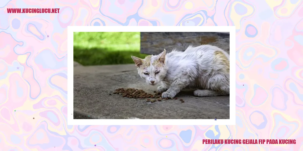 Kucing yang menderita FIP