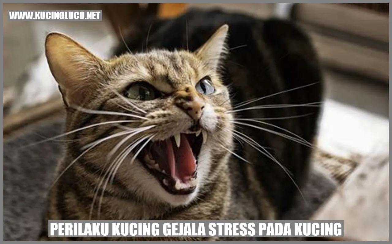 Perilaku Kucing yang Menunjukkan Gejala Stres pada Kucing
