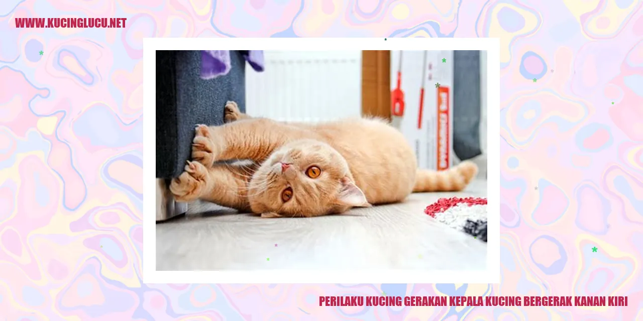 Perilaku Kucing