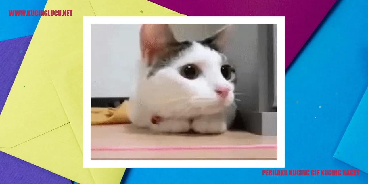 Gif kucing kaget