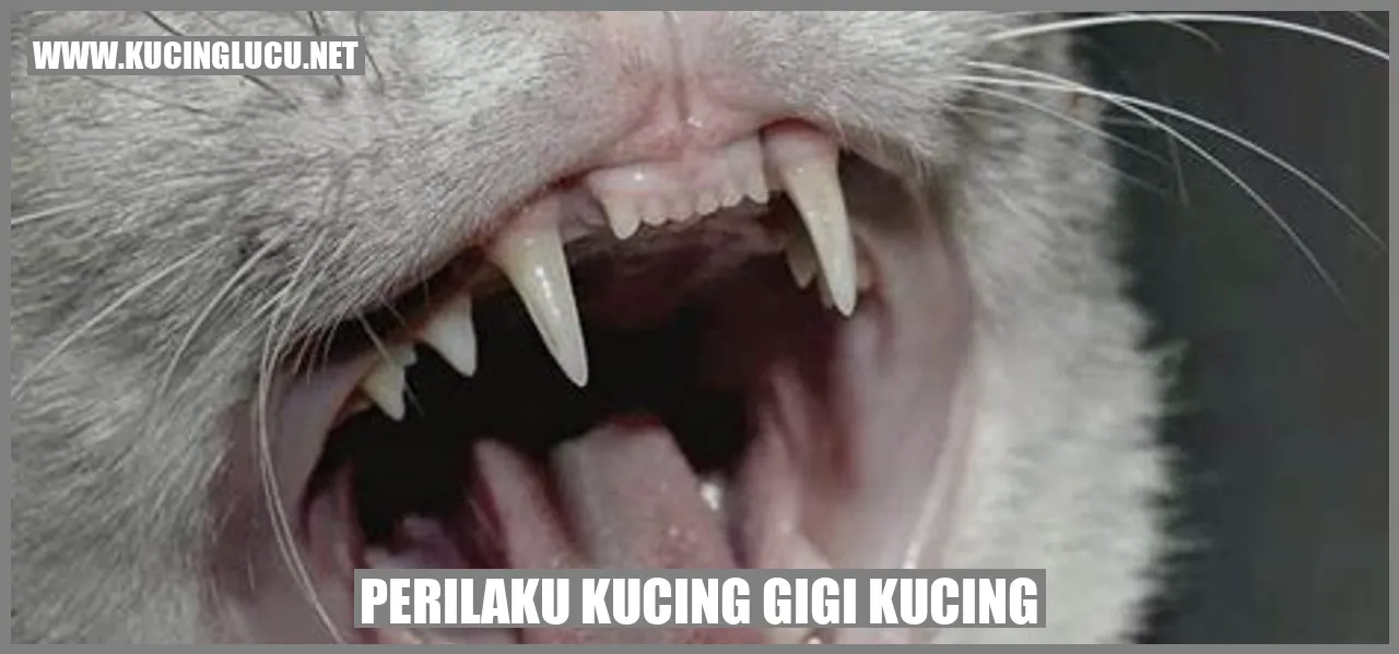 Perilaku Kucing Gigi Kucing