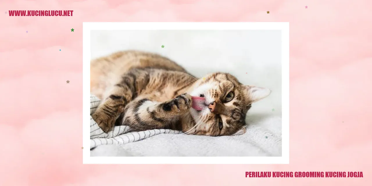 Kucing Grooming di Jogja