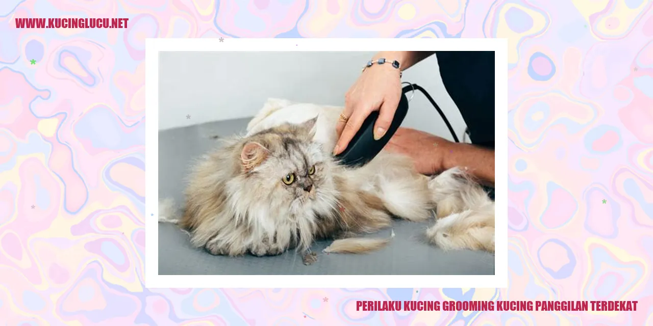 Kucing sedang merawat