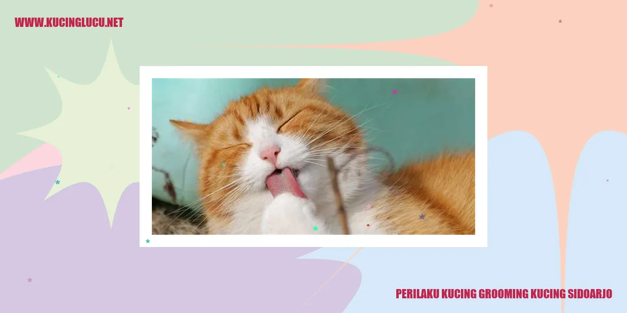 Kucing Grooming