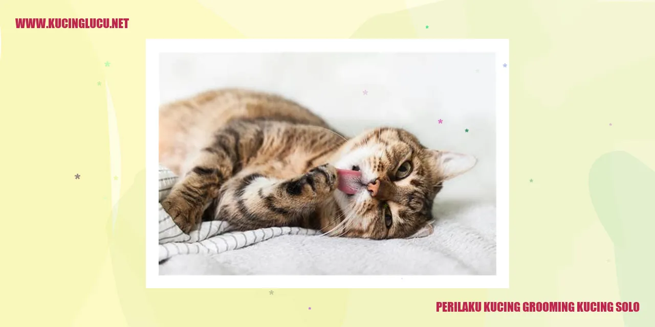 Perilaku Kucing grooming kucing solo