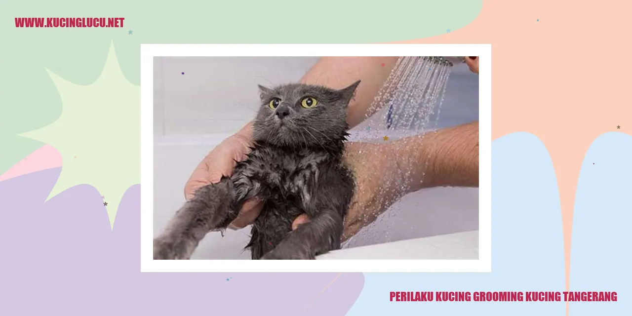 Perilaku Kucing Grooming Kucing di Tangerang