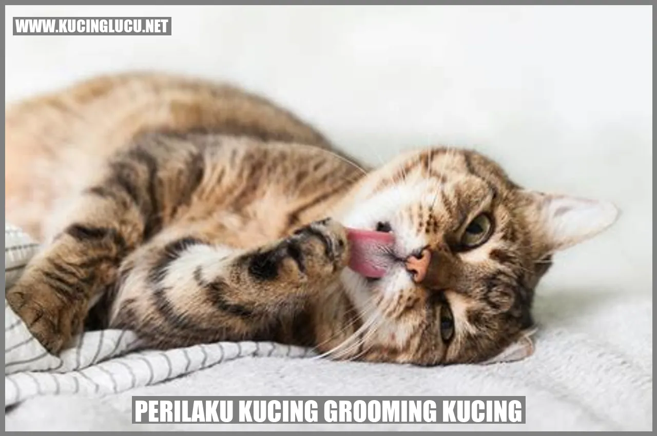 Kucing dalam proses grooming