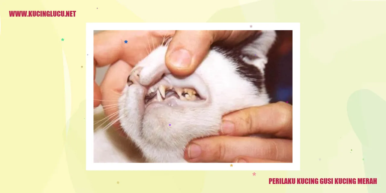 Kucing Gusi Kucing Merah