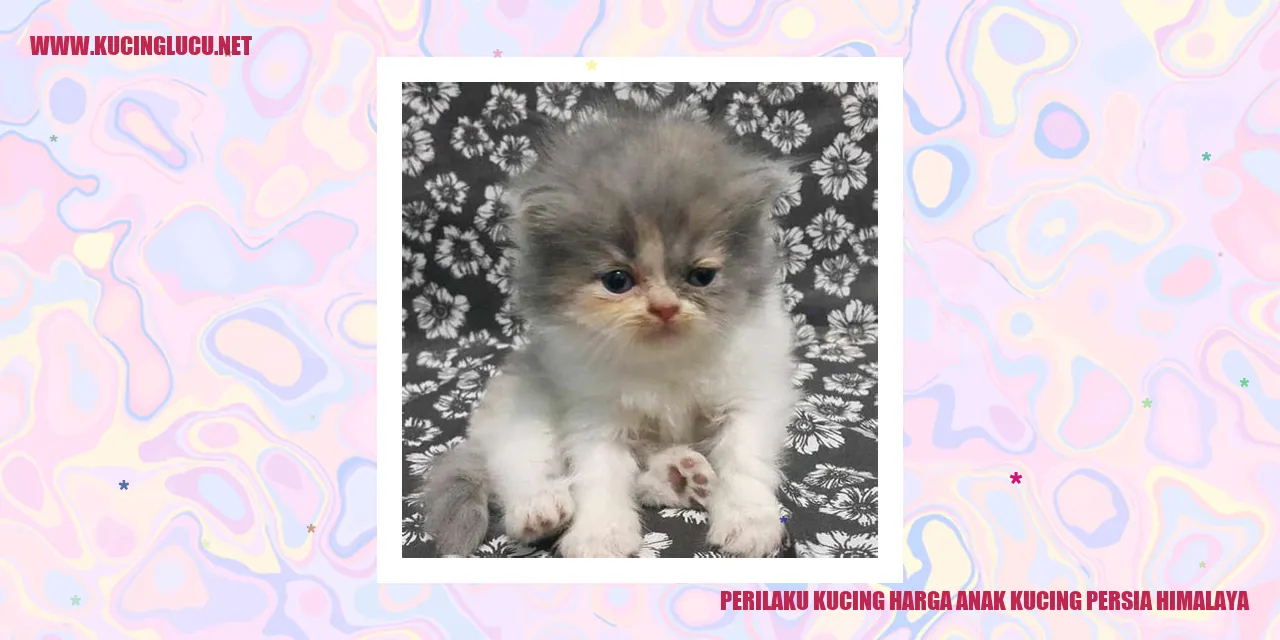 Gambar Kucing Persia Himalaya