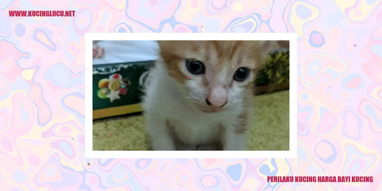 Perilaku Kucing Harga Bayi Kucing
