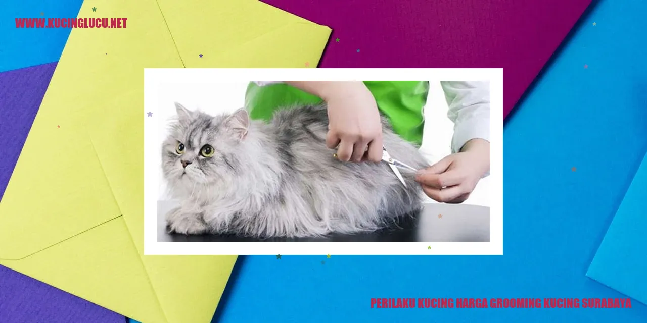 Perilaku Kucing saat Grooming di Surabaya