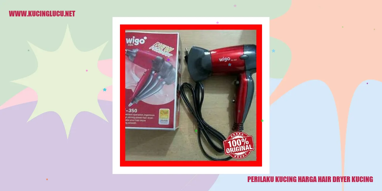 Kucing dan hair dryer