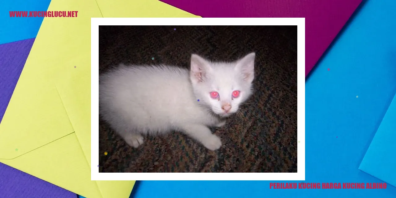 Gambar kucing albino