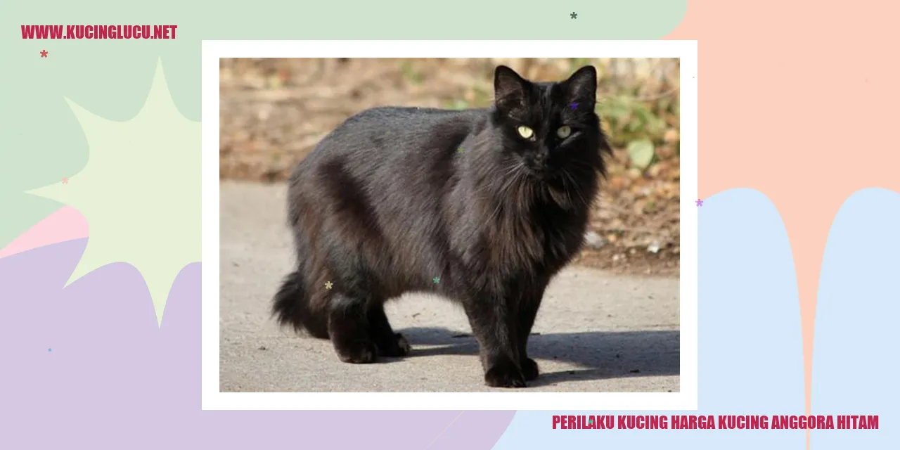 Kucing Anggora Hitam