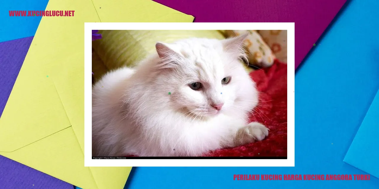 Kucing Anggora Turki