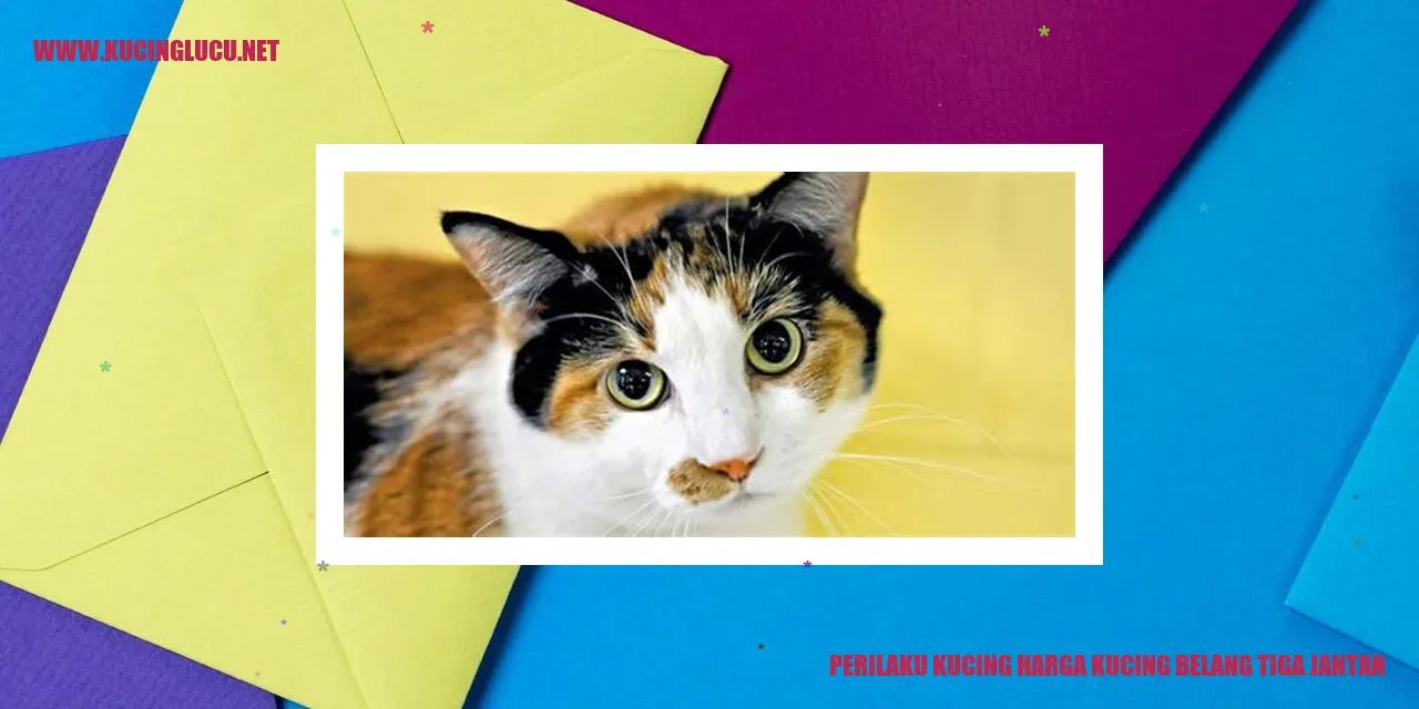 Perilaku Kucing Harga Kucing Belang Tiga Jantan
