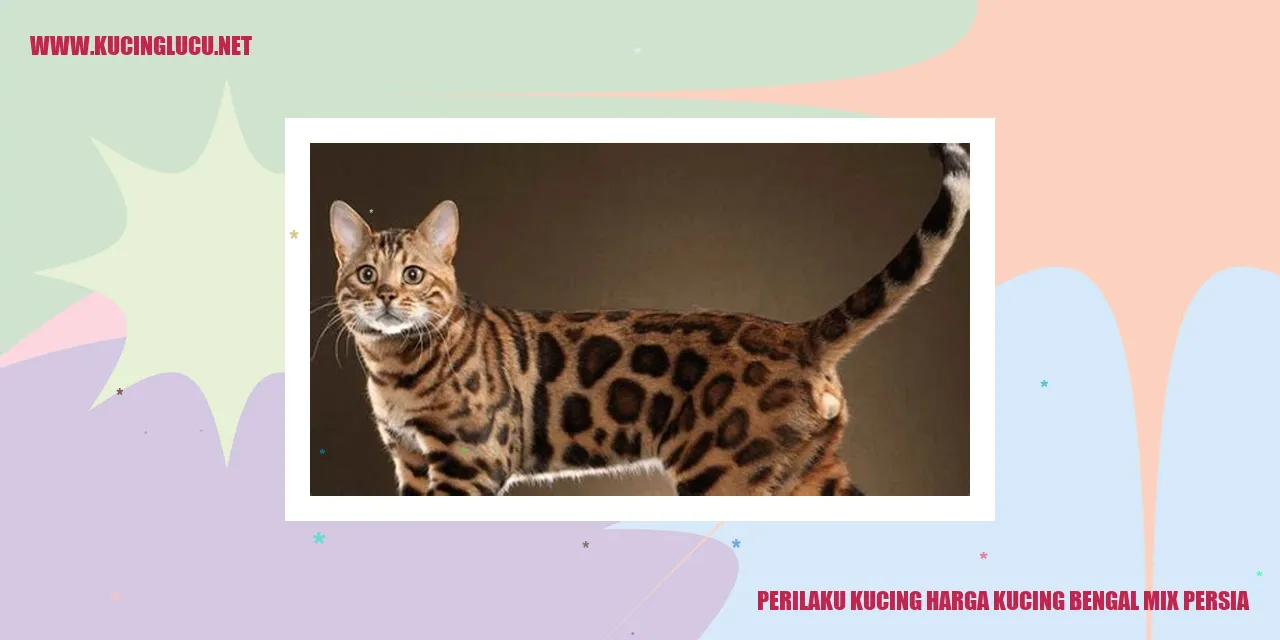 Kucing bengal mix persia