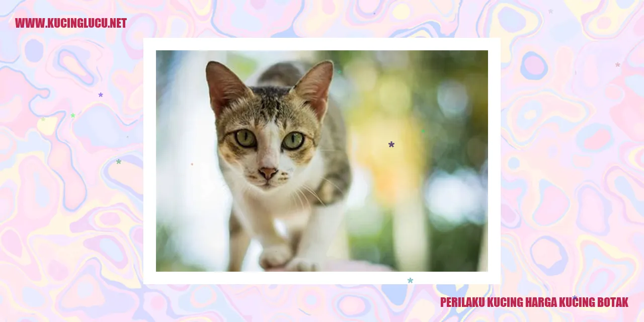 Perilaku Kucing Botak