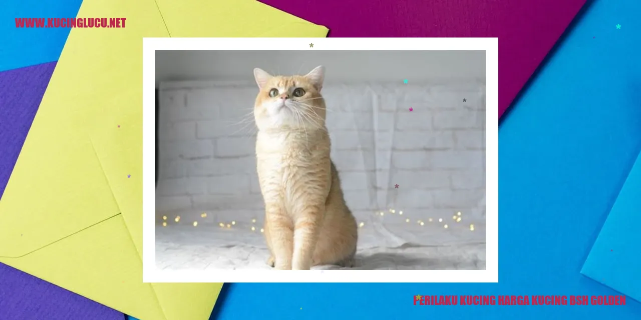 Perilaku Kucing BSH Golden