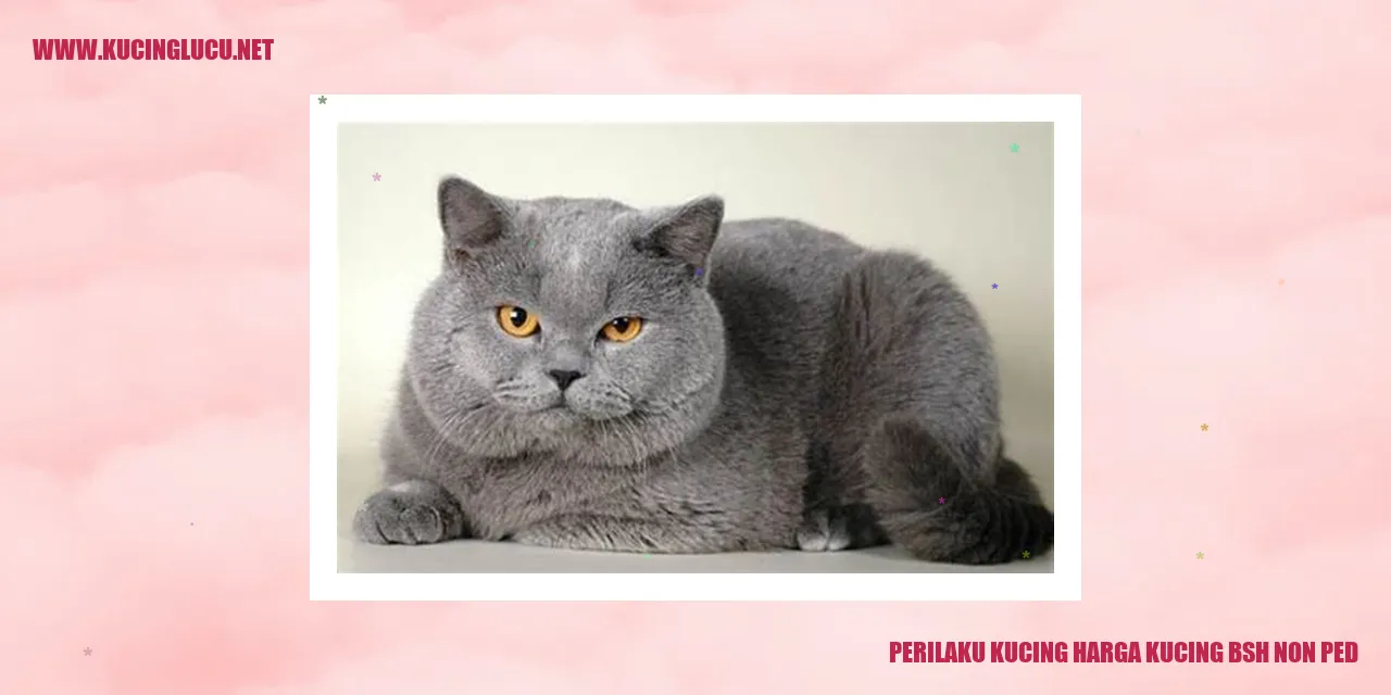 Perilaku Kucing Harga Kucing BSH Non Ped