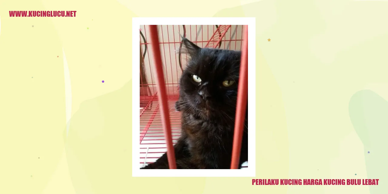 Perilaku Kucing dengan Bulu Lebat