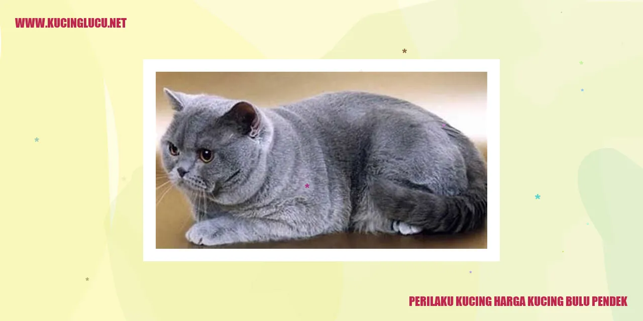 Kucing Bulu Pendek