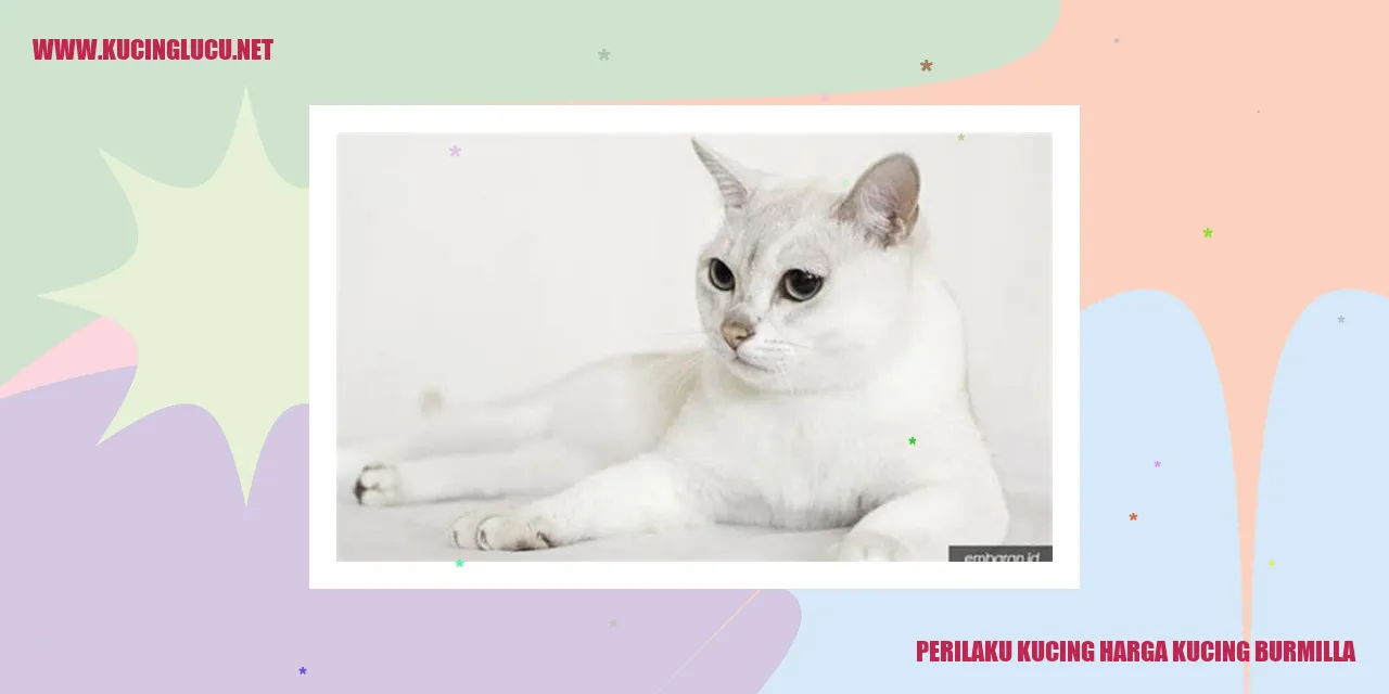 Gambar Kucing Burmilla
