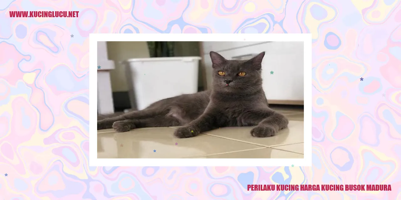 Kucing Busok Madura
