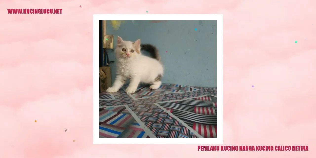 Kucing calico betina
