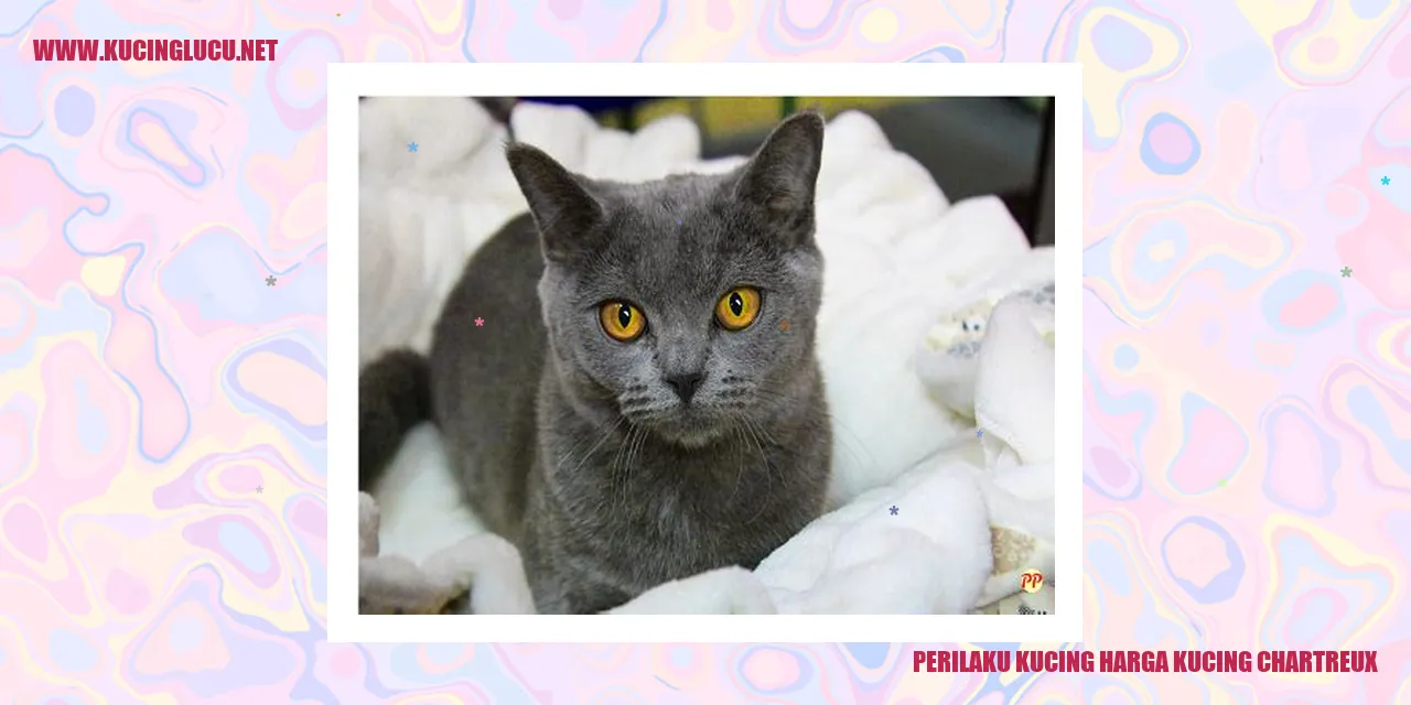 Perilaku Kucing Chartreux
