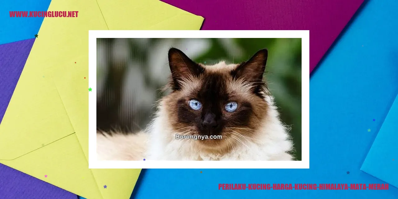 Gambar kucing Himalaya mata merah