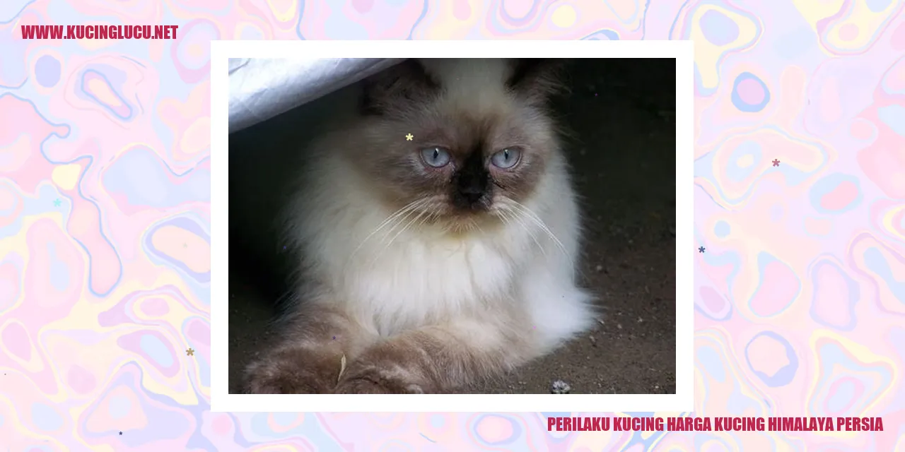 Perilaku Kucing Himalaya Persia