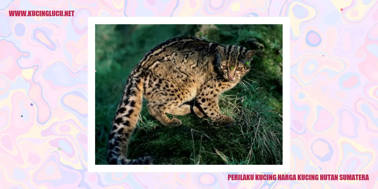 Perilaku Kucing Hutan Sumatera