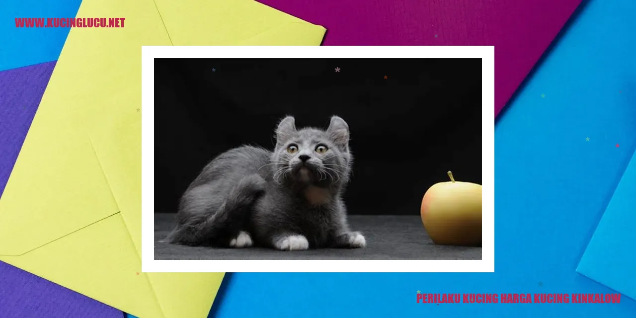 Kucing Kinkalow