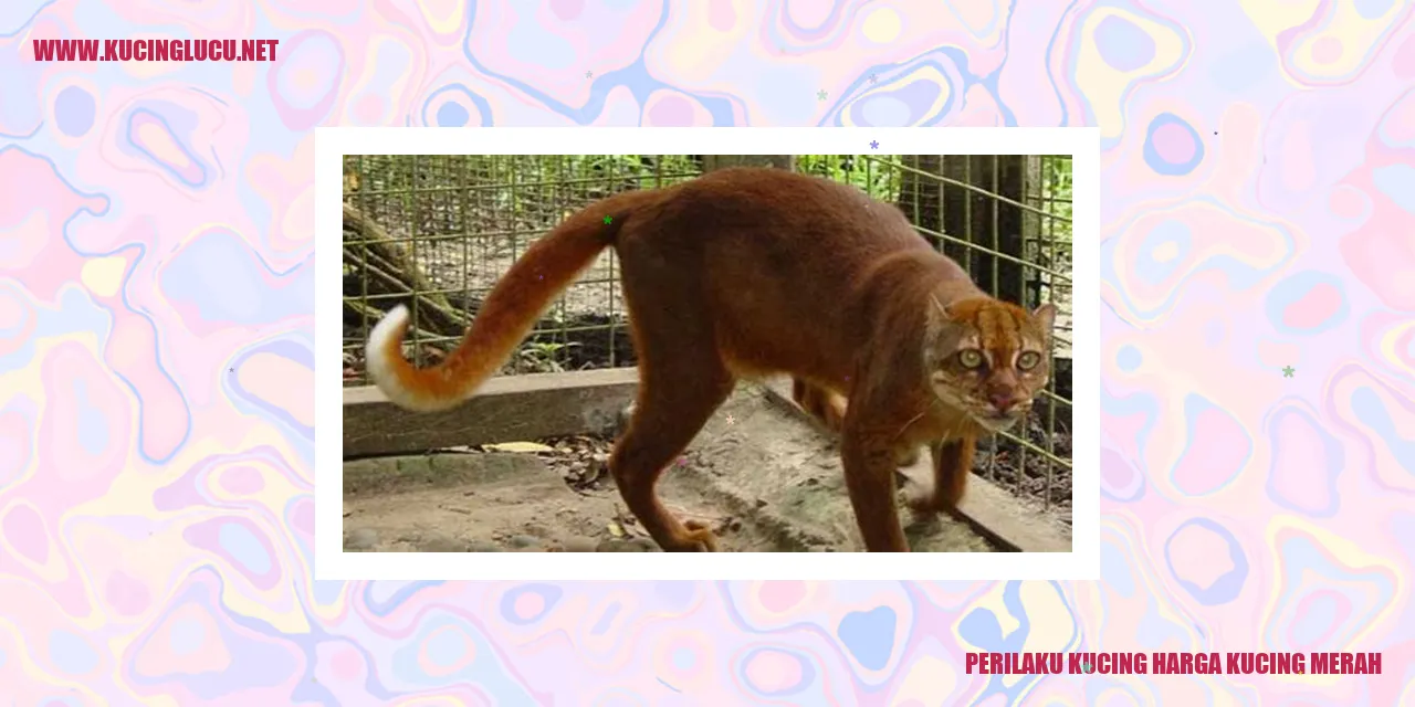 Perilaku Kucing harga kucing merah