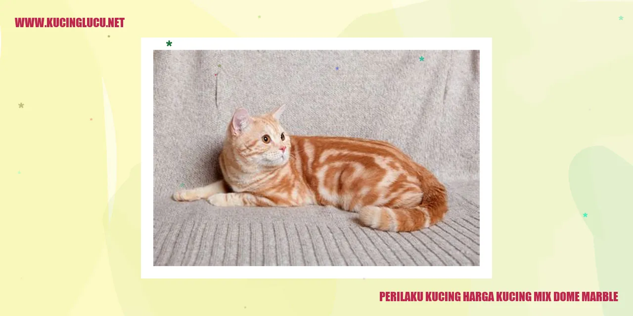 Perilaku Kucing Harga Kucing Mix Dome Marble