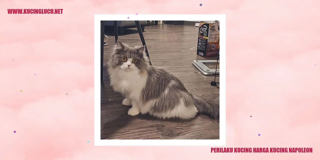 Perilaku Menarik Kucing Napoleon